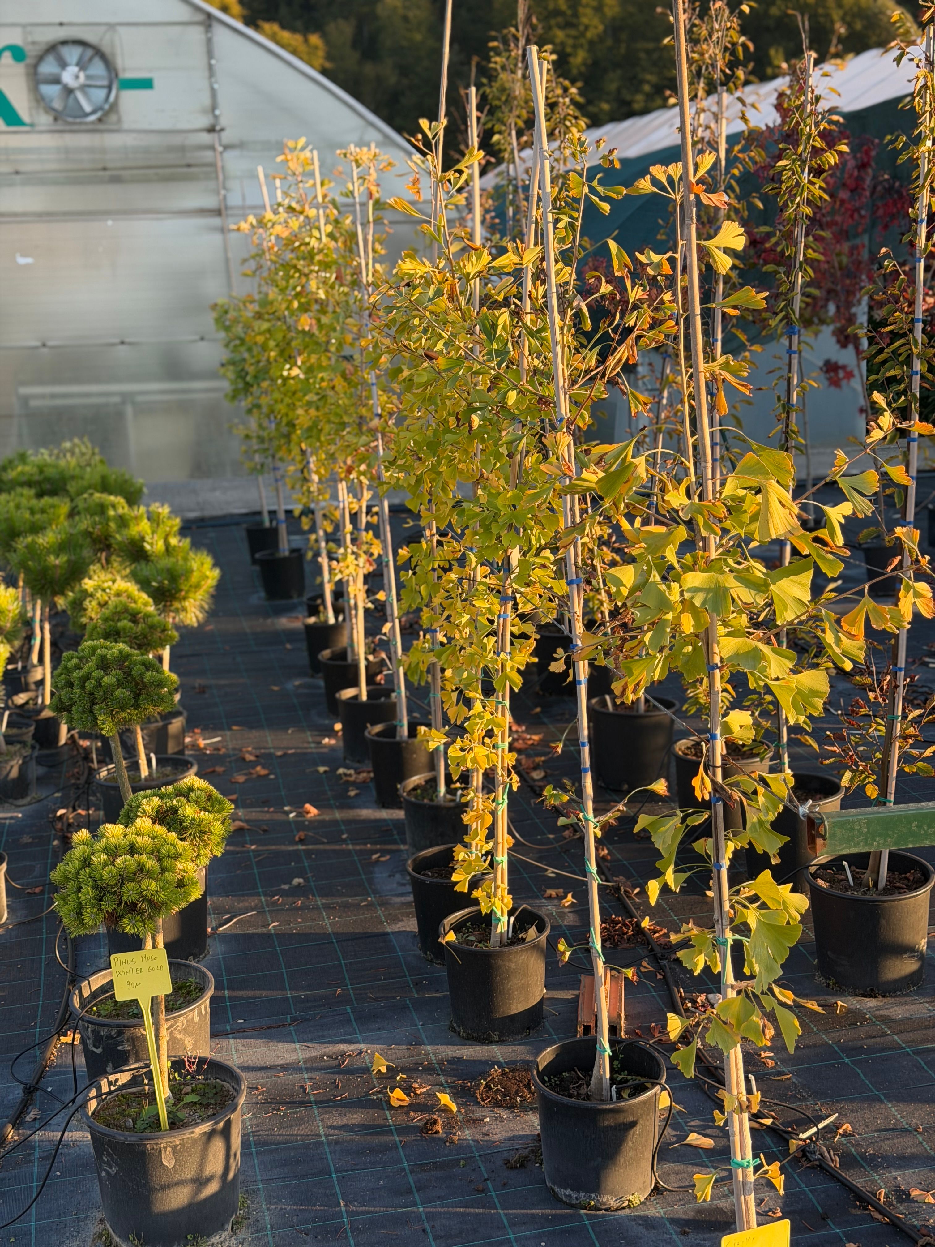Ginko Biloba