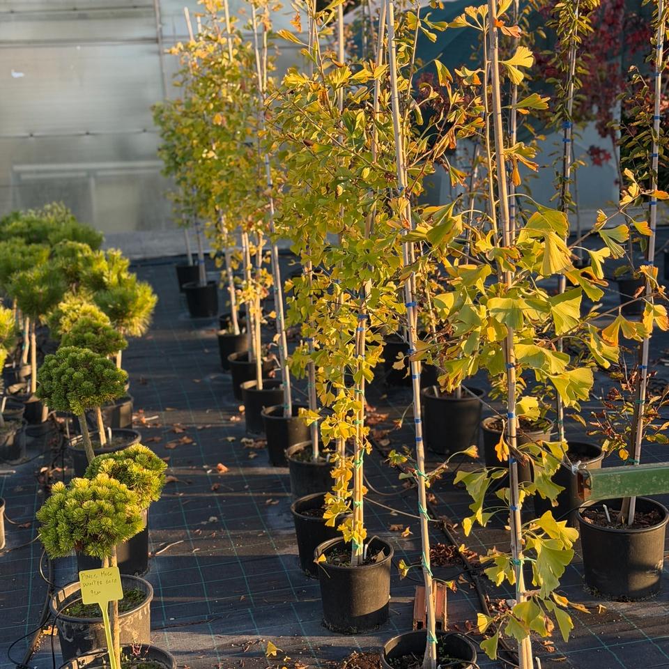 Ginko Biloba