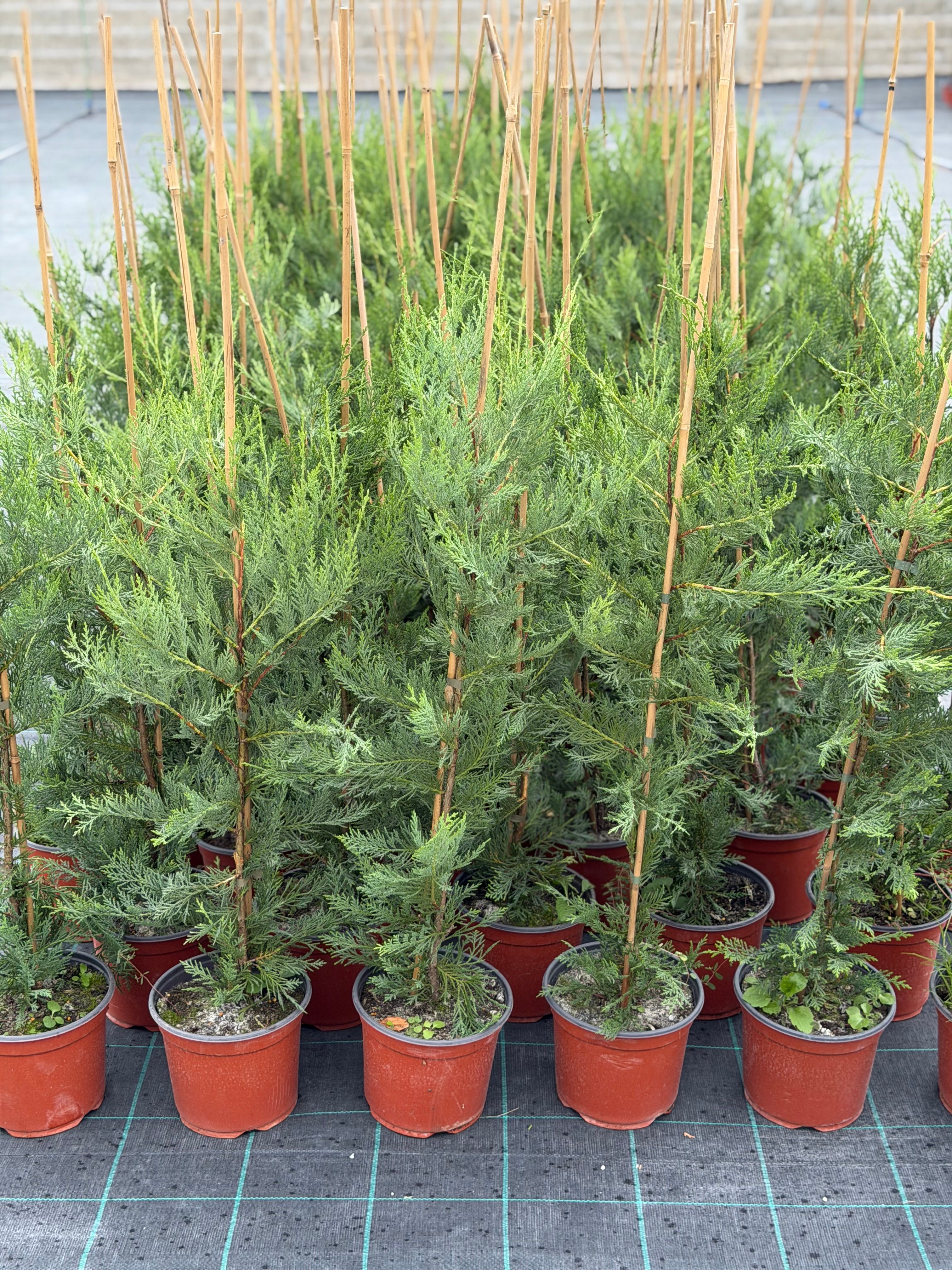 Leylandii