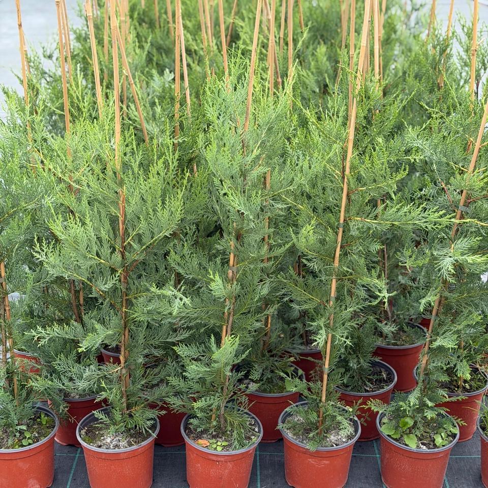 Leylandii