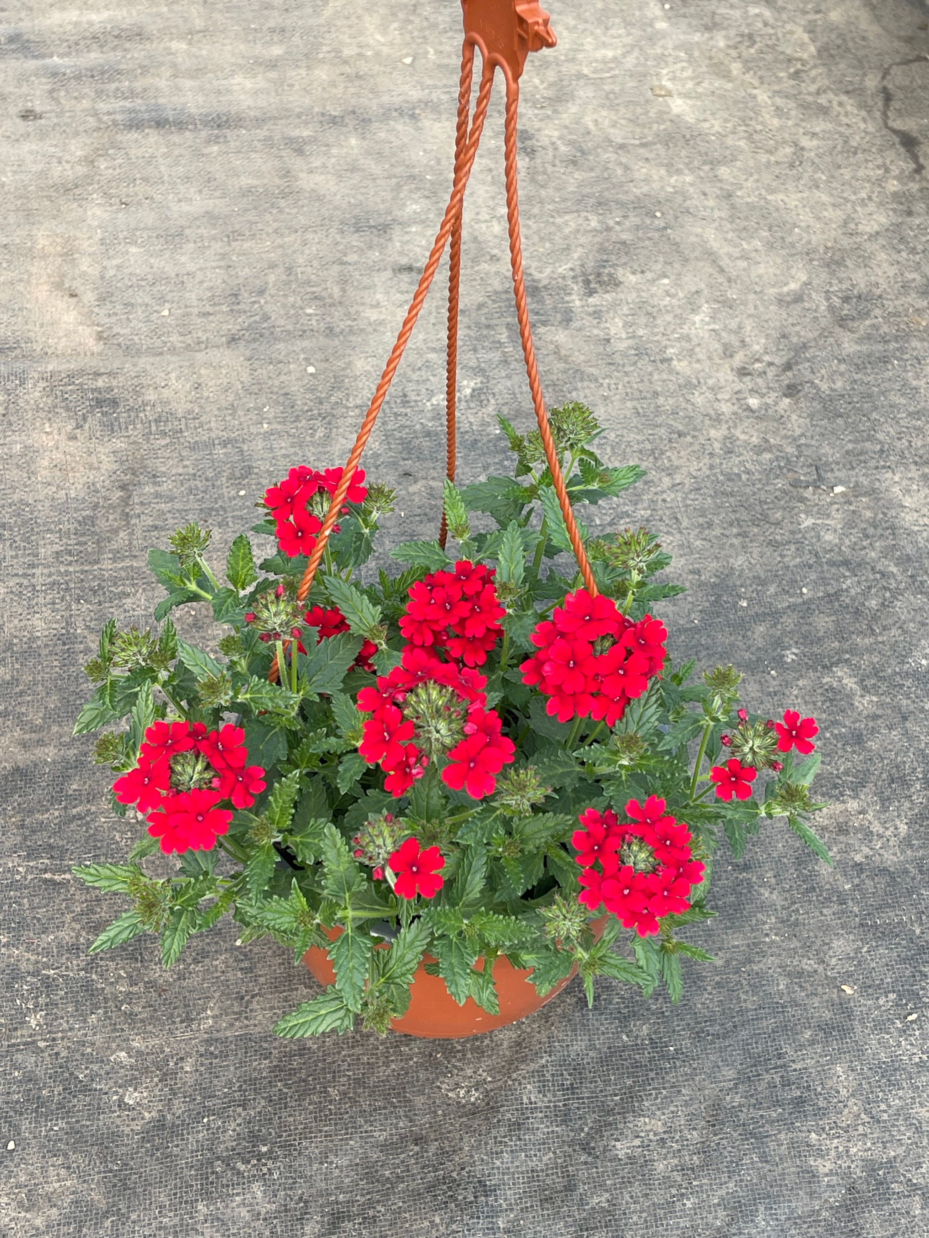 Verbena