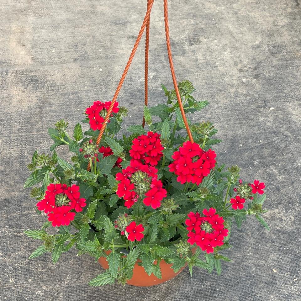 Verbena
