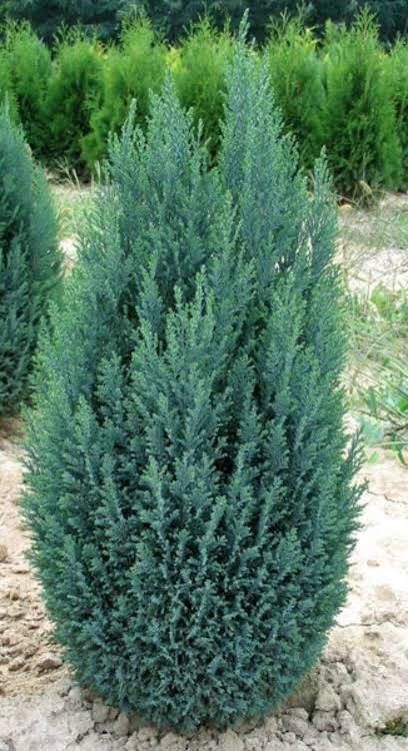 Chamaecyparis lawsoniana "Blue Surprise"
