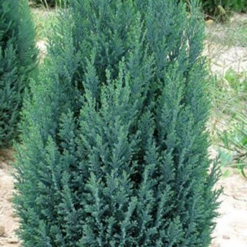 Chamaecyparis lawsoniana "Blue Surprise"