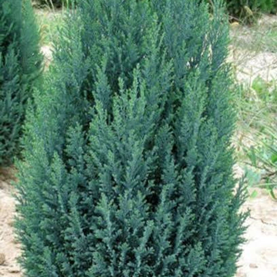 Chamaecyparis lawsoniana "Blue Surprise"