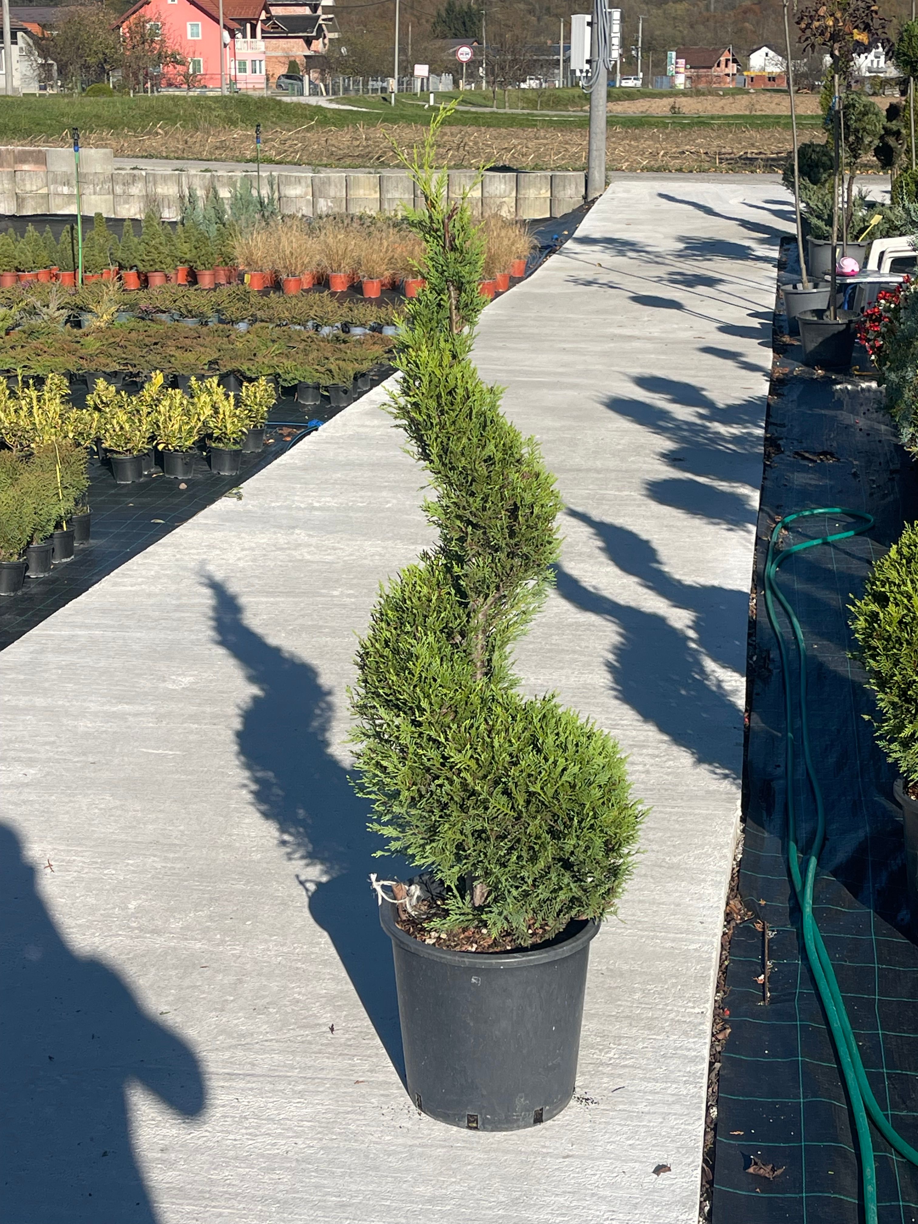 Leylandii spirala