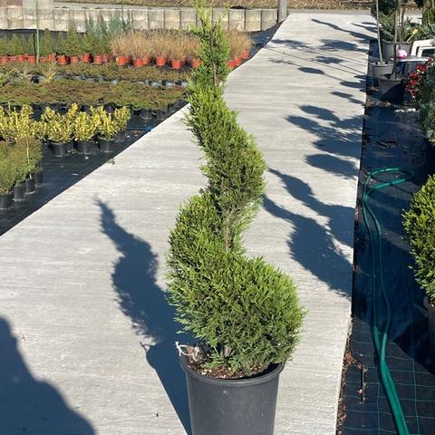 Leylandii spirala