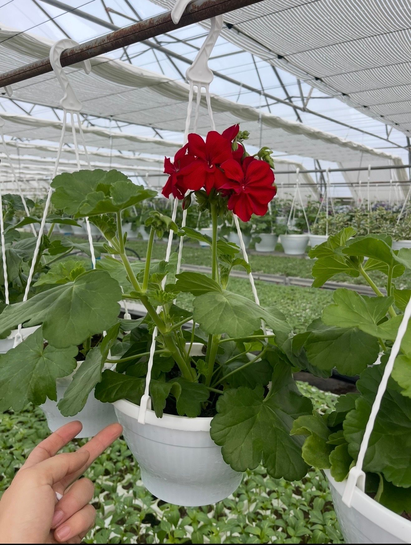 Pelargonija viseca korpa