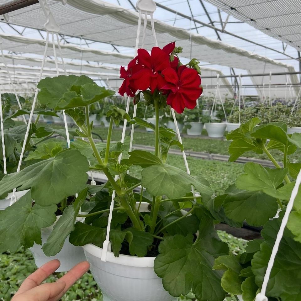 Pelargonija viseca korpa