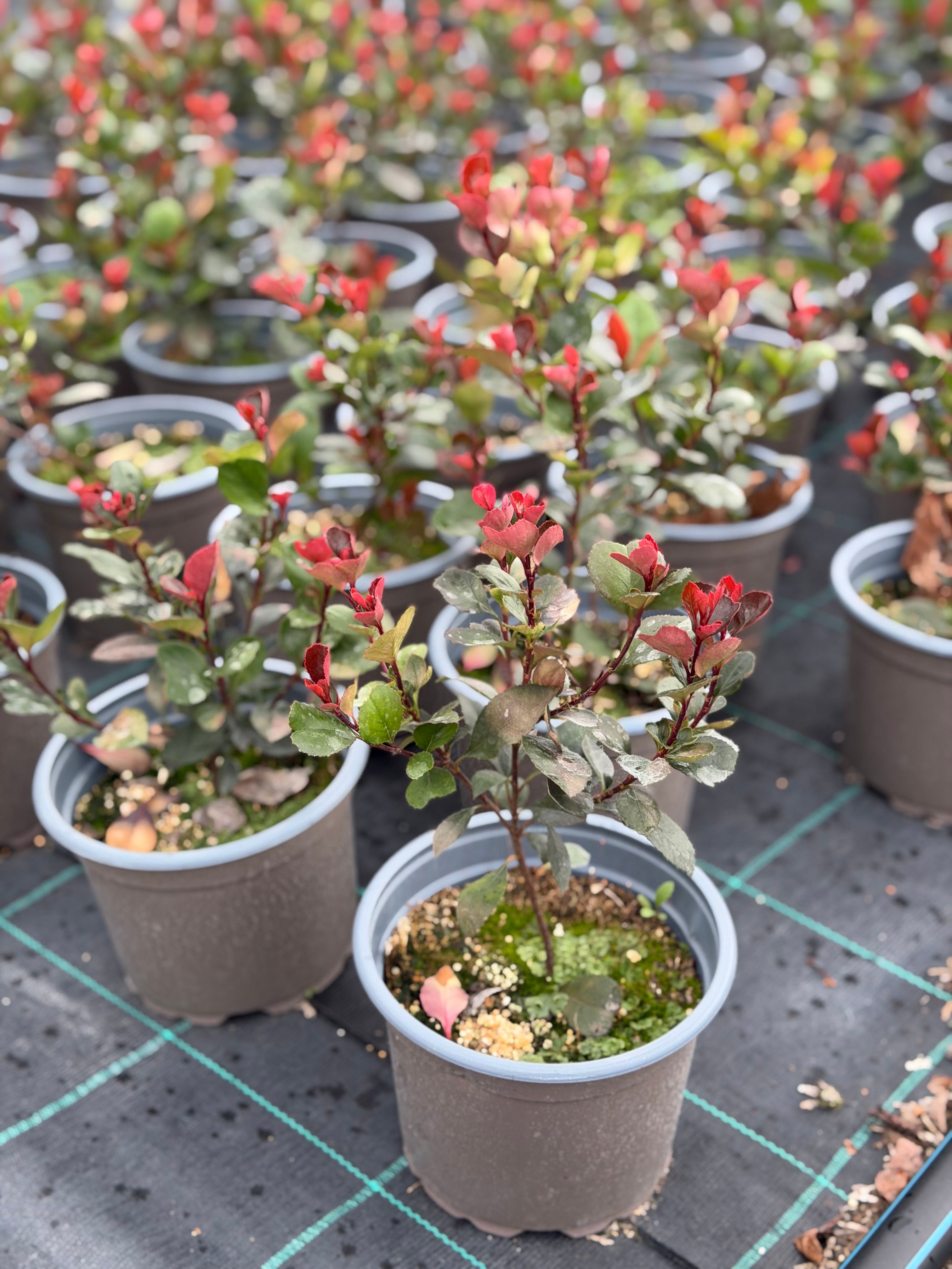 Photinia Little Red Robin