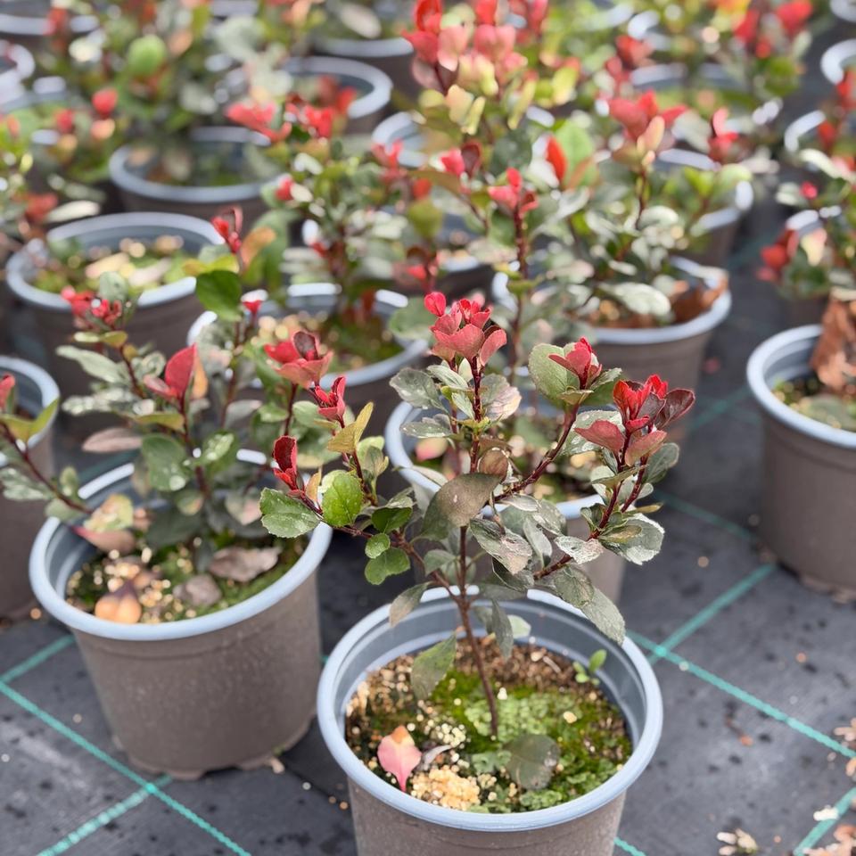 Photinia Little Red Robin