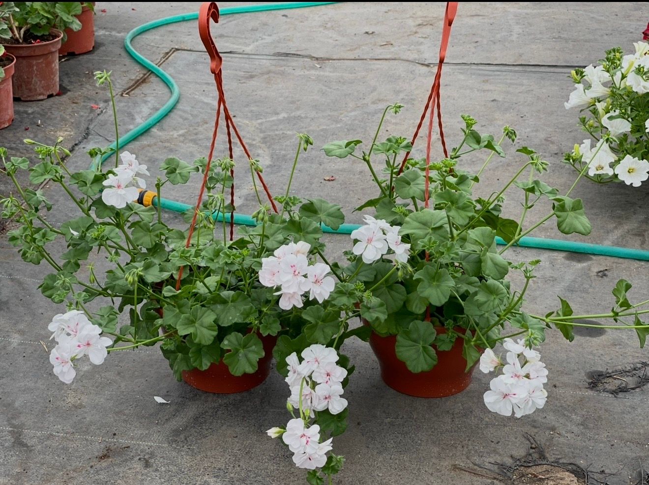 Pelargonija viseca korpa