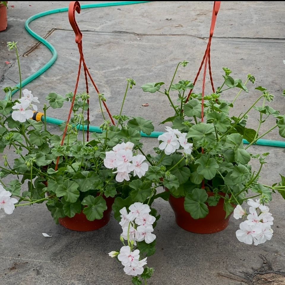 Pelargonija viseca korpa