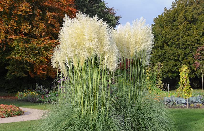 Pampas trava