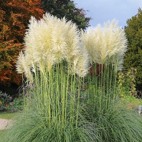 Pampas trava