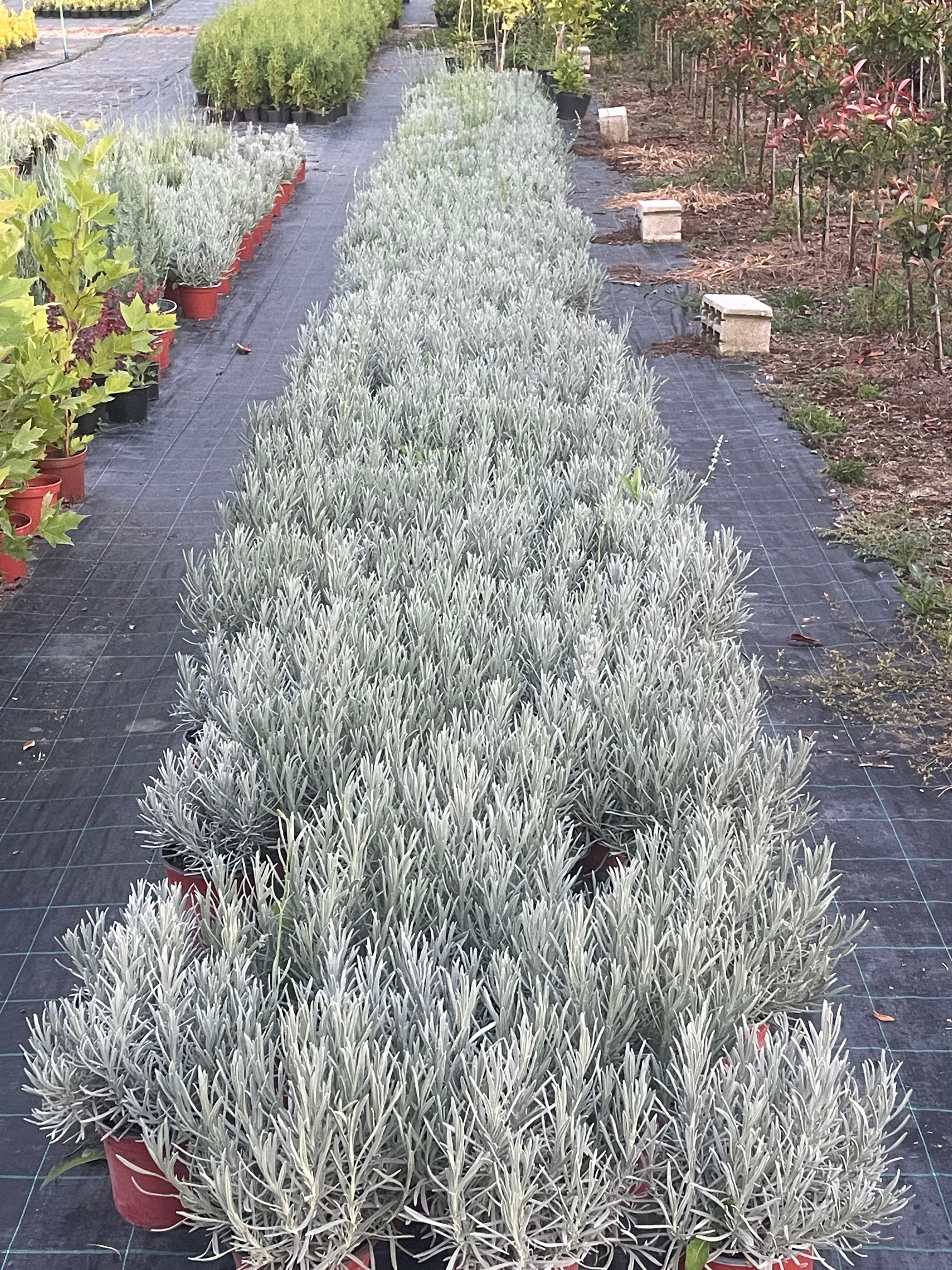 Lavanda Vera