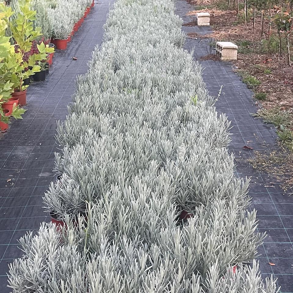 Lavanda Vera