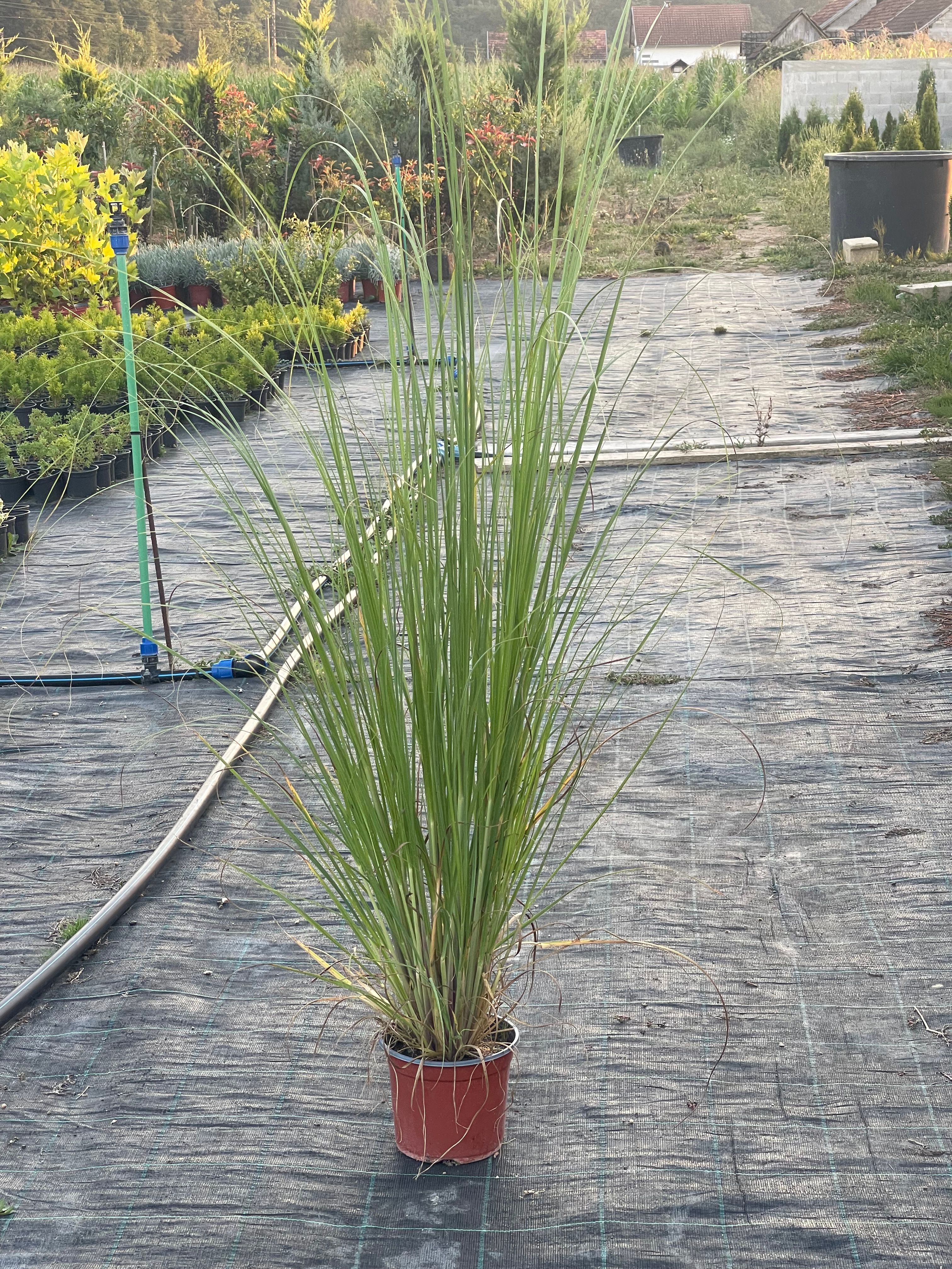 Pampas trava