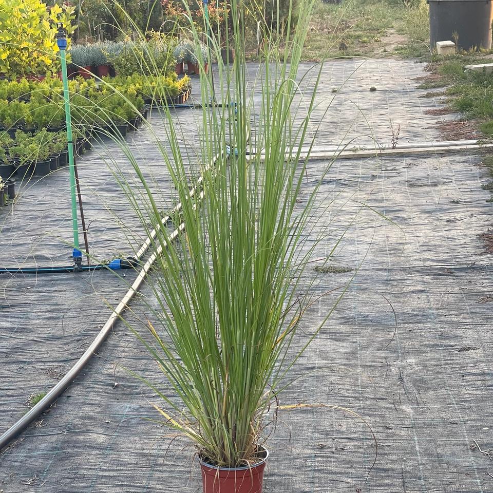 Pampas trava