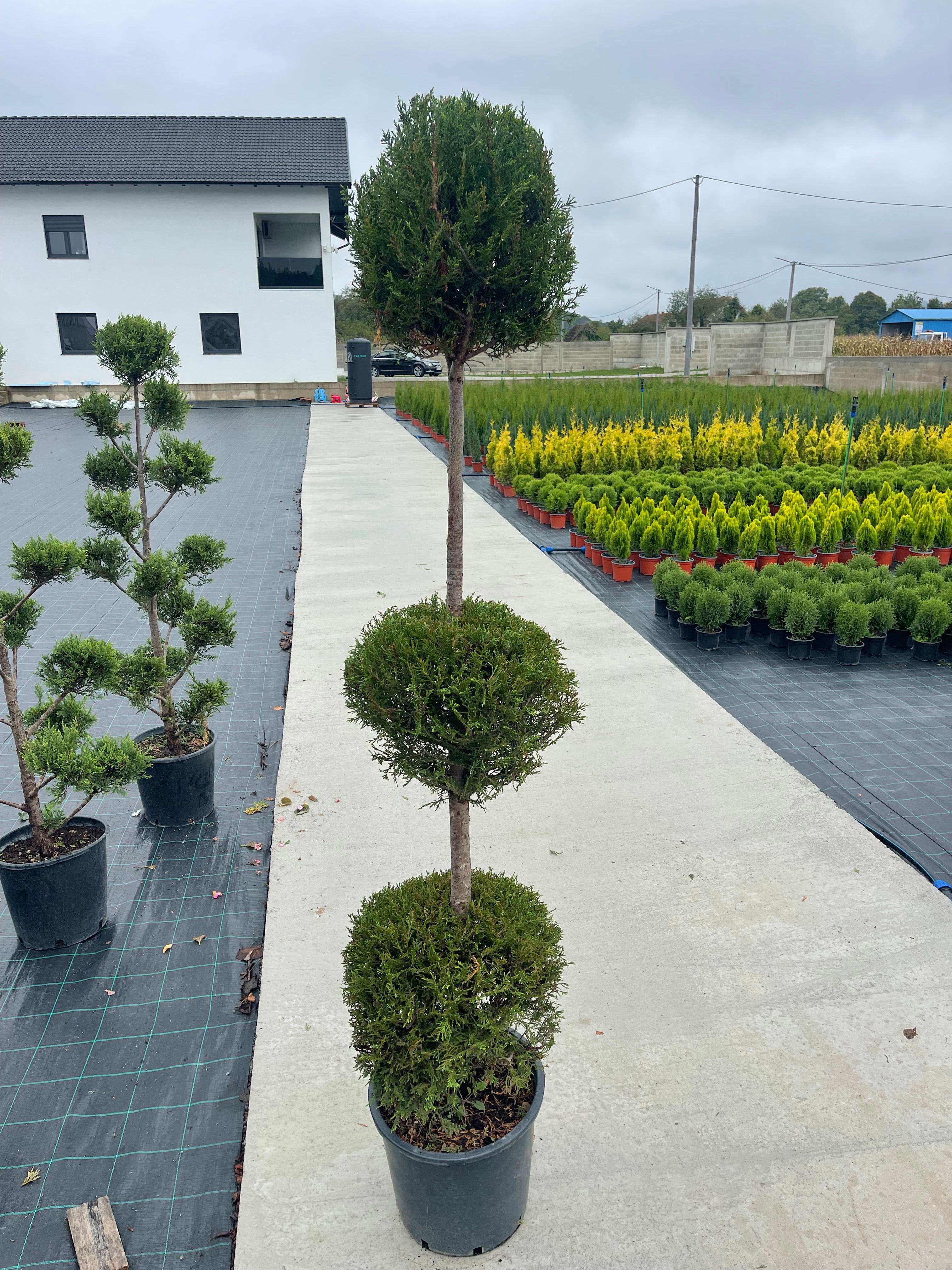 Leylandii tri lopte