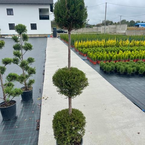 Leylandii tri lopte