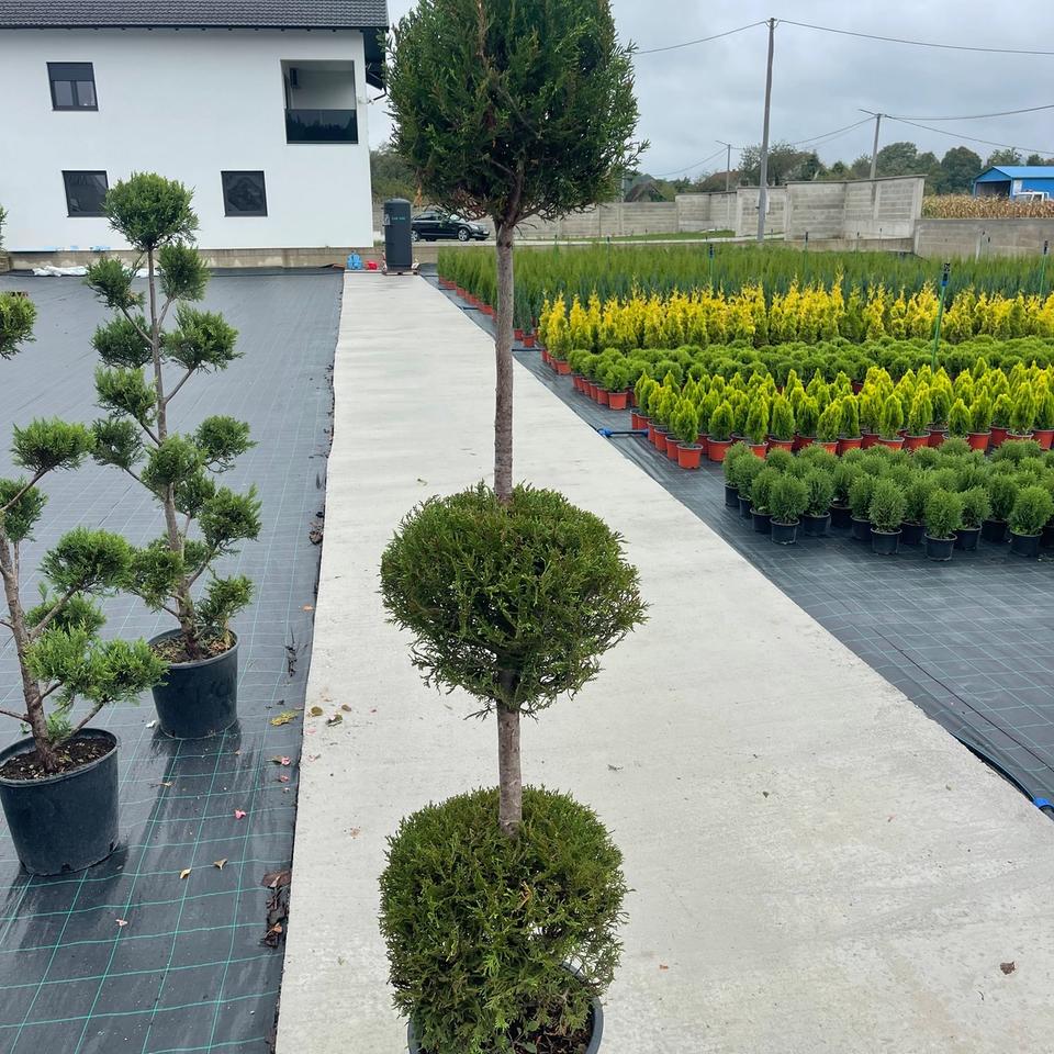 Leylandii tri lopte