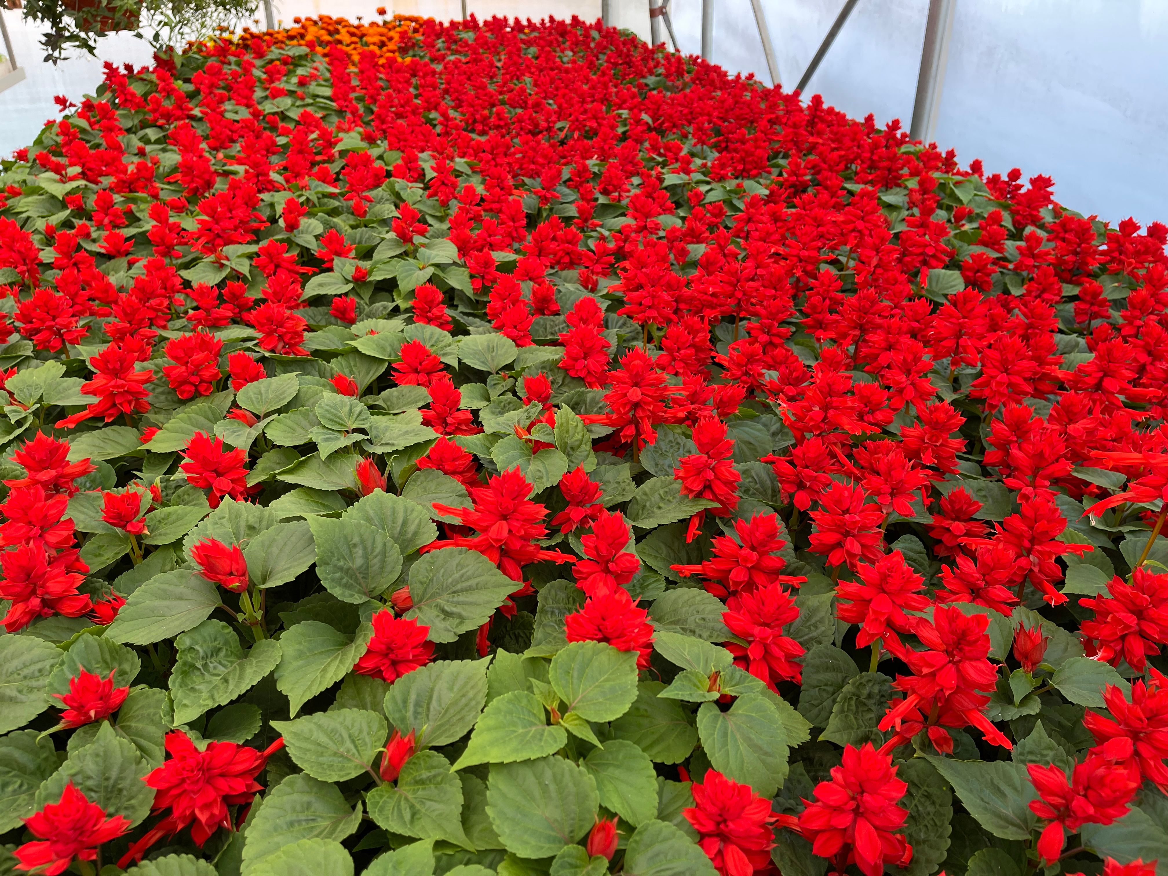 Salvia