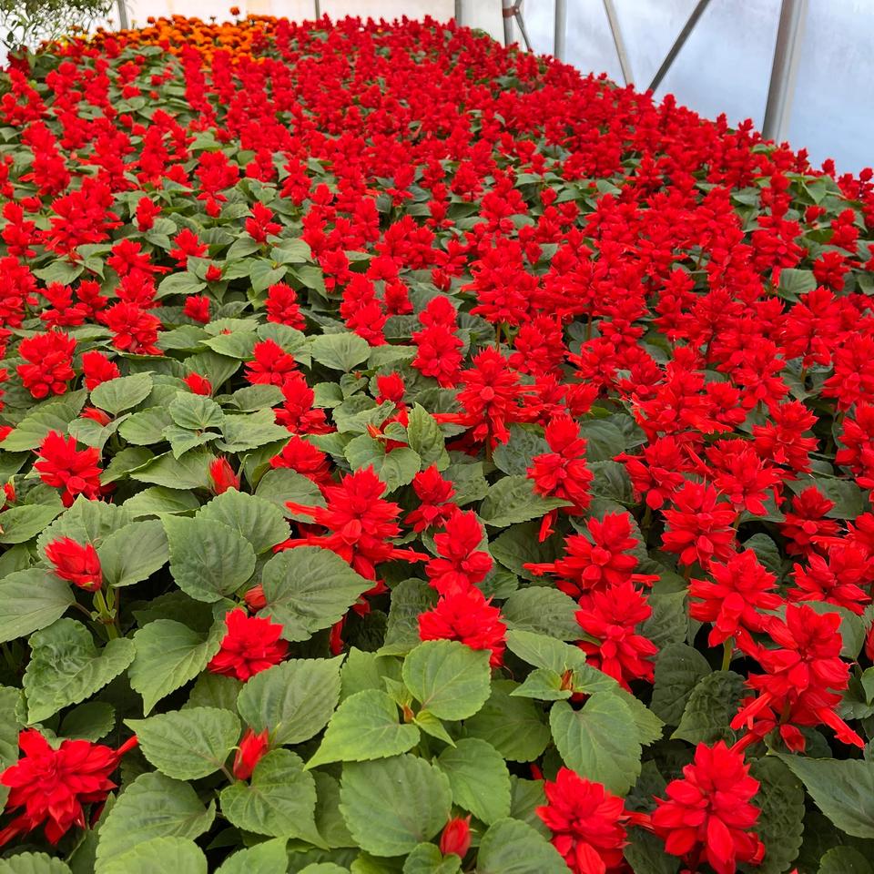 Salvia