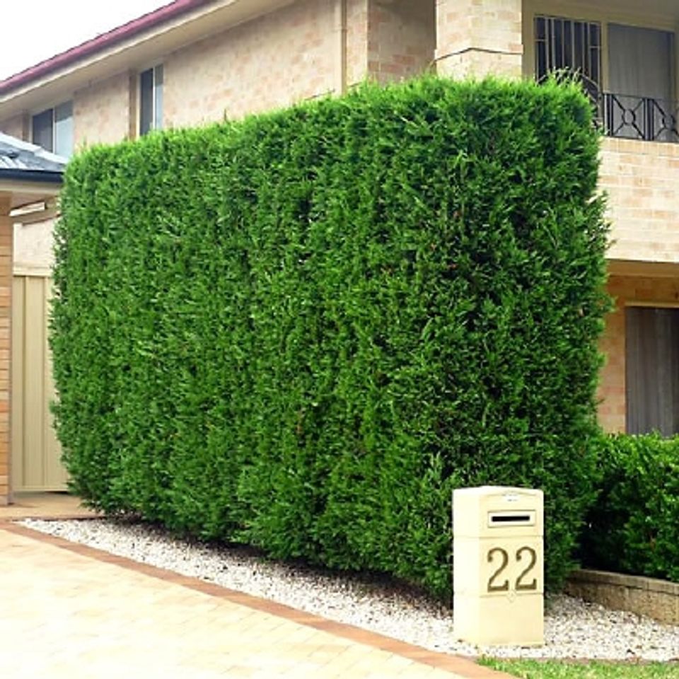 Leylandii