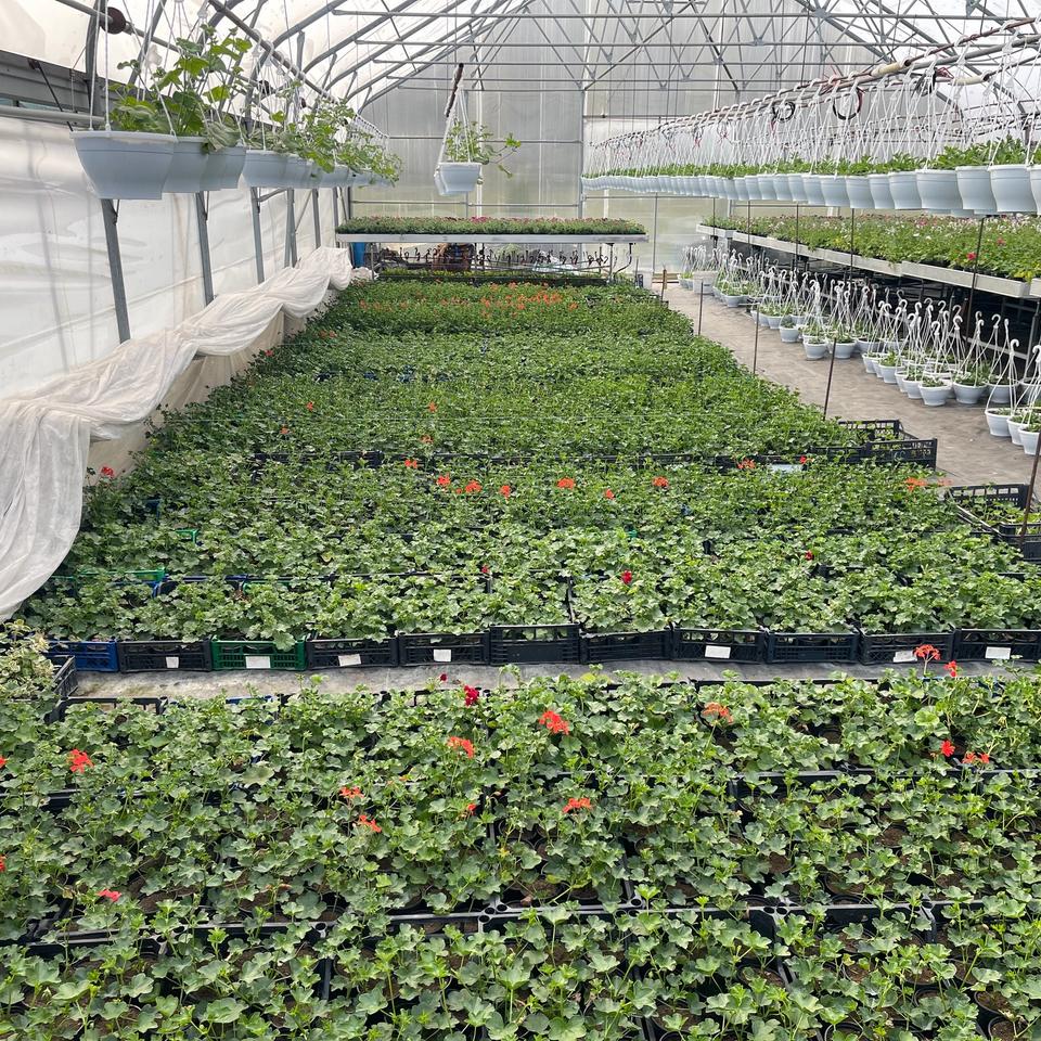 Pelargonija puna
