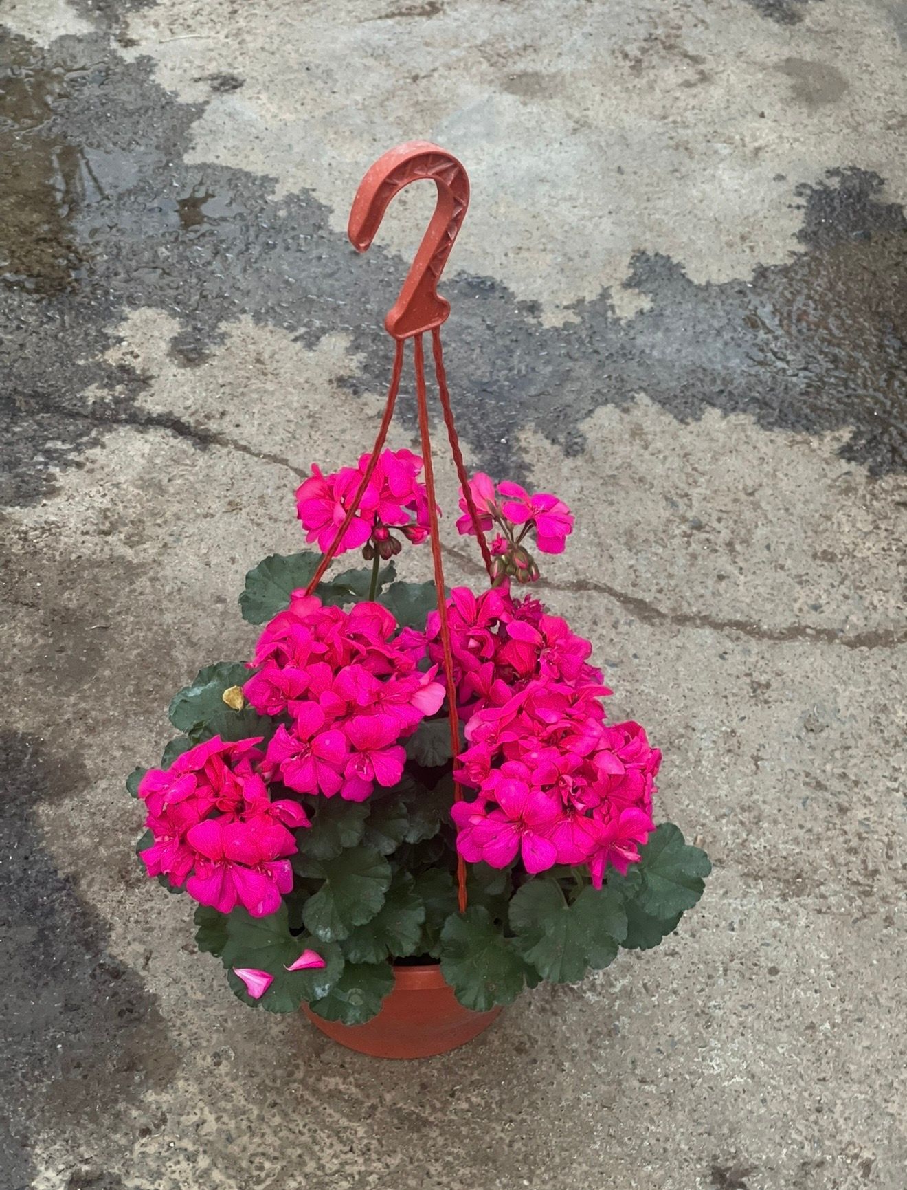 Pelargonija viseca korpa