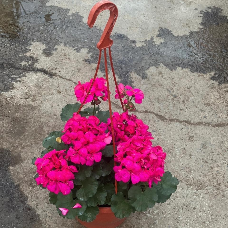 Pelargonija viseca korpa