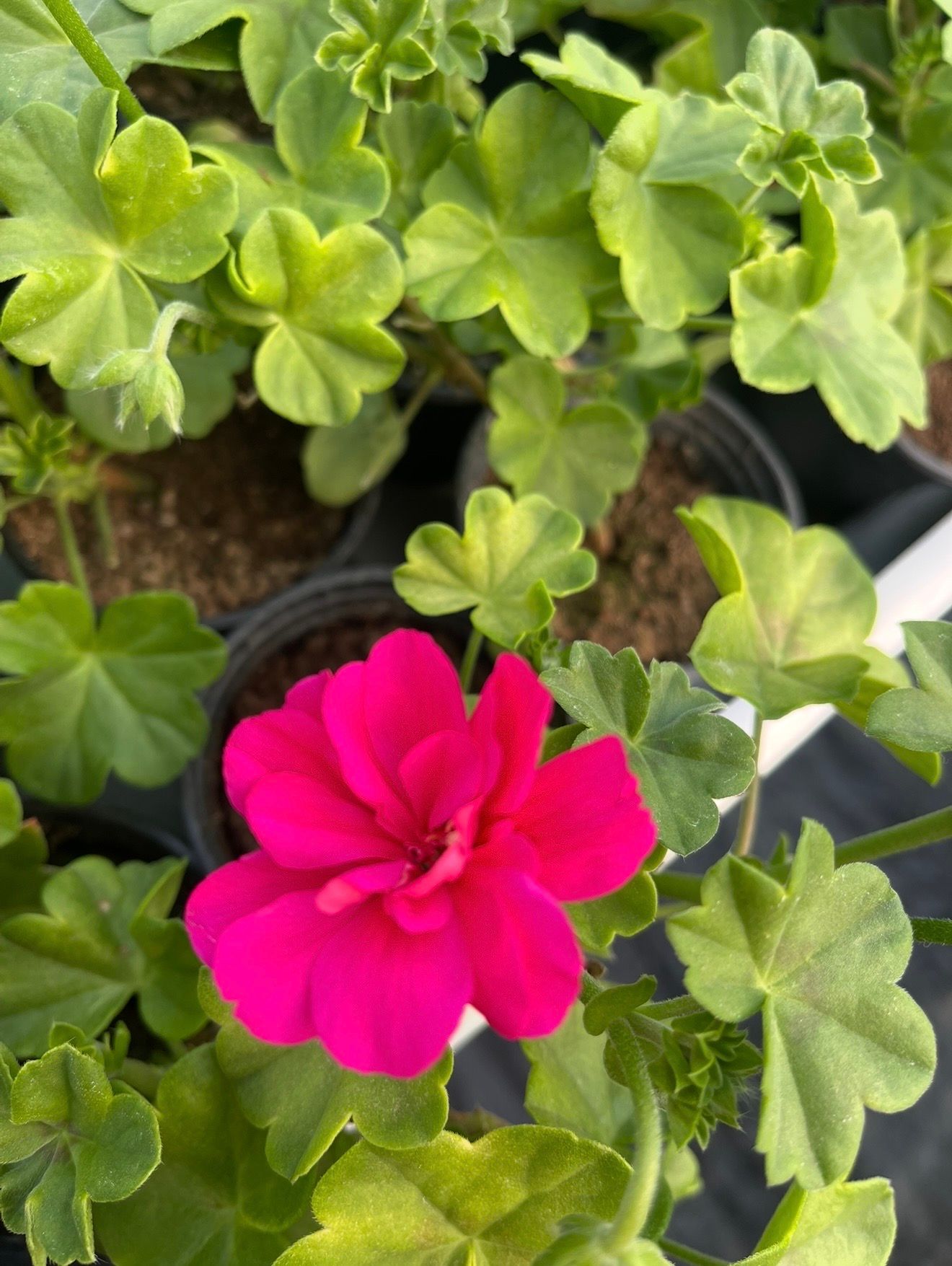 Pelargonija puna