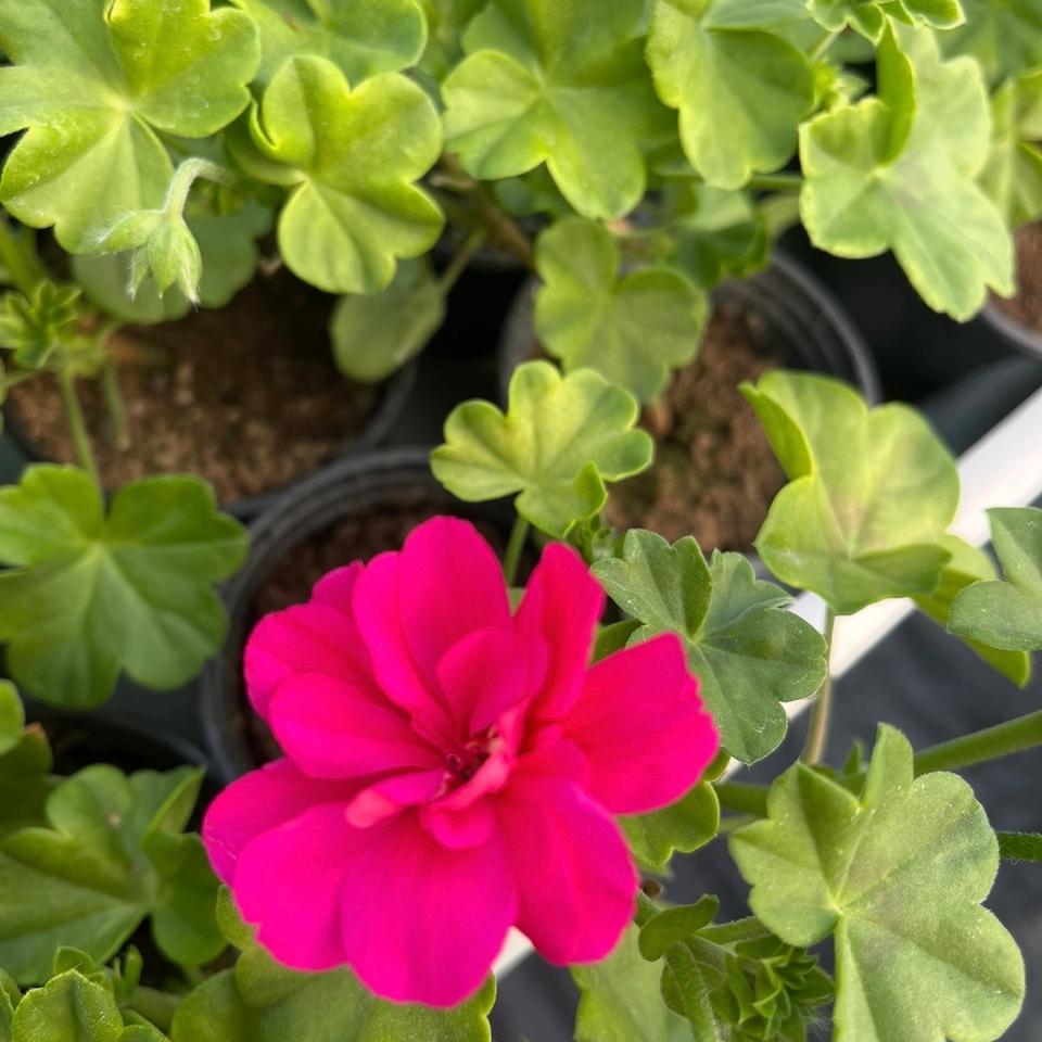 Pelargonija puna