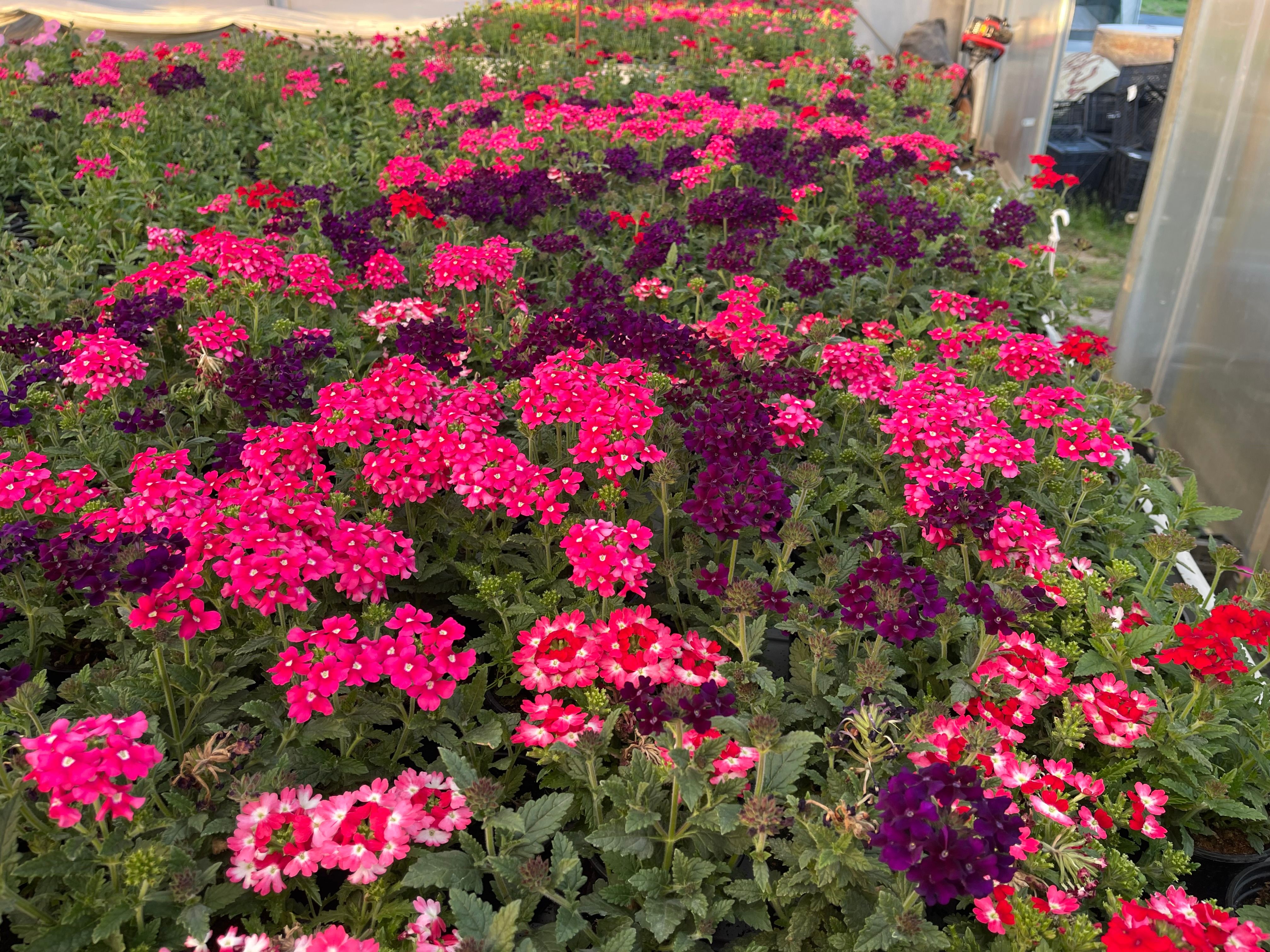 Verbena