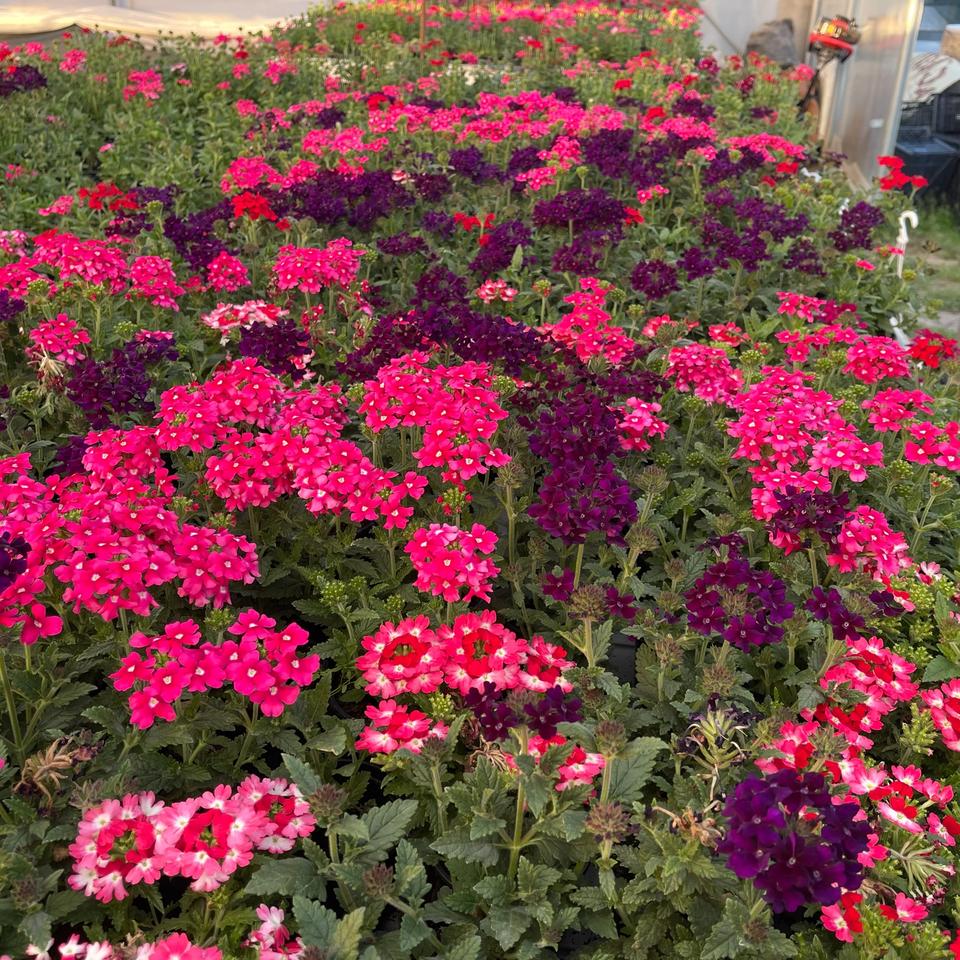 Verbena