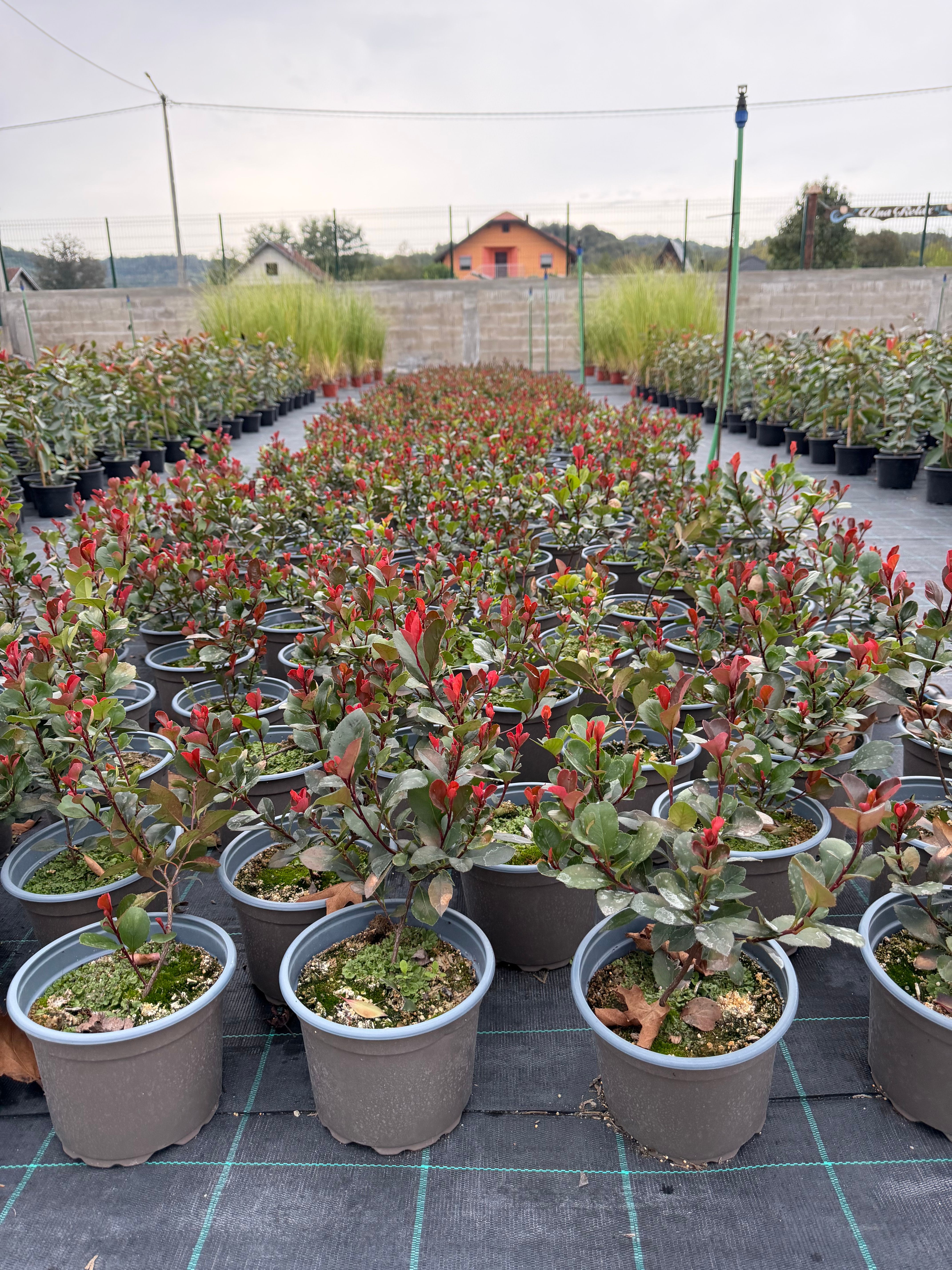 Photinia Little Red Robin