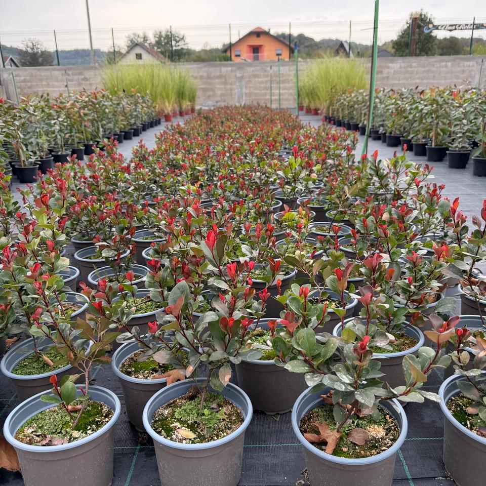 Photinia Little Red Robin
