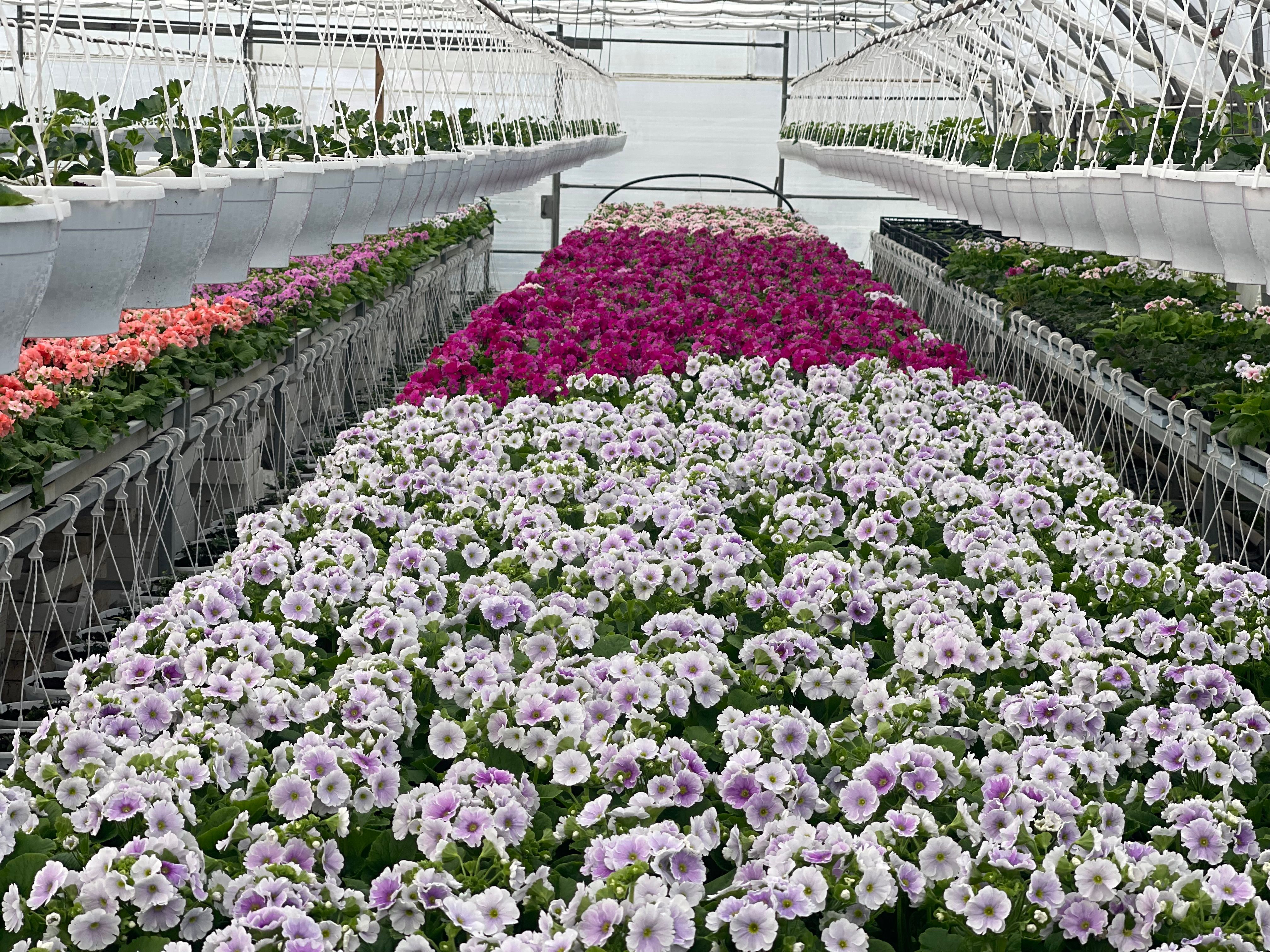 Primul obconica- kucna primula