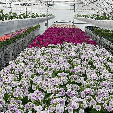 Primul obconica- kucna primula