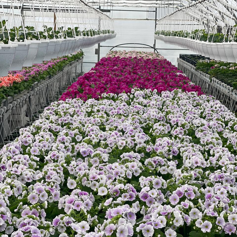 Primul obconica- kucna primula