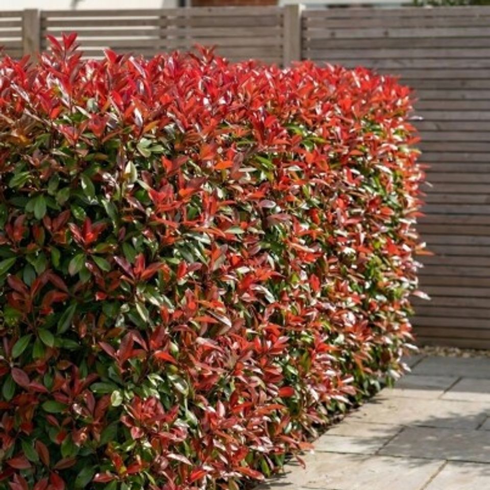 Photinia Red Robin- ziva ograda