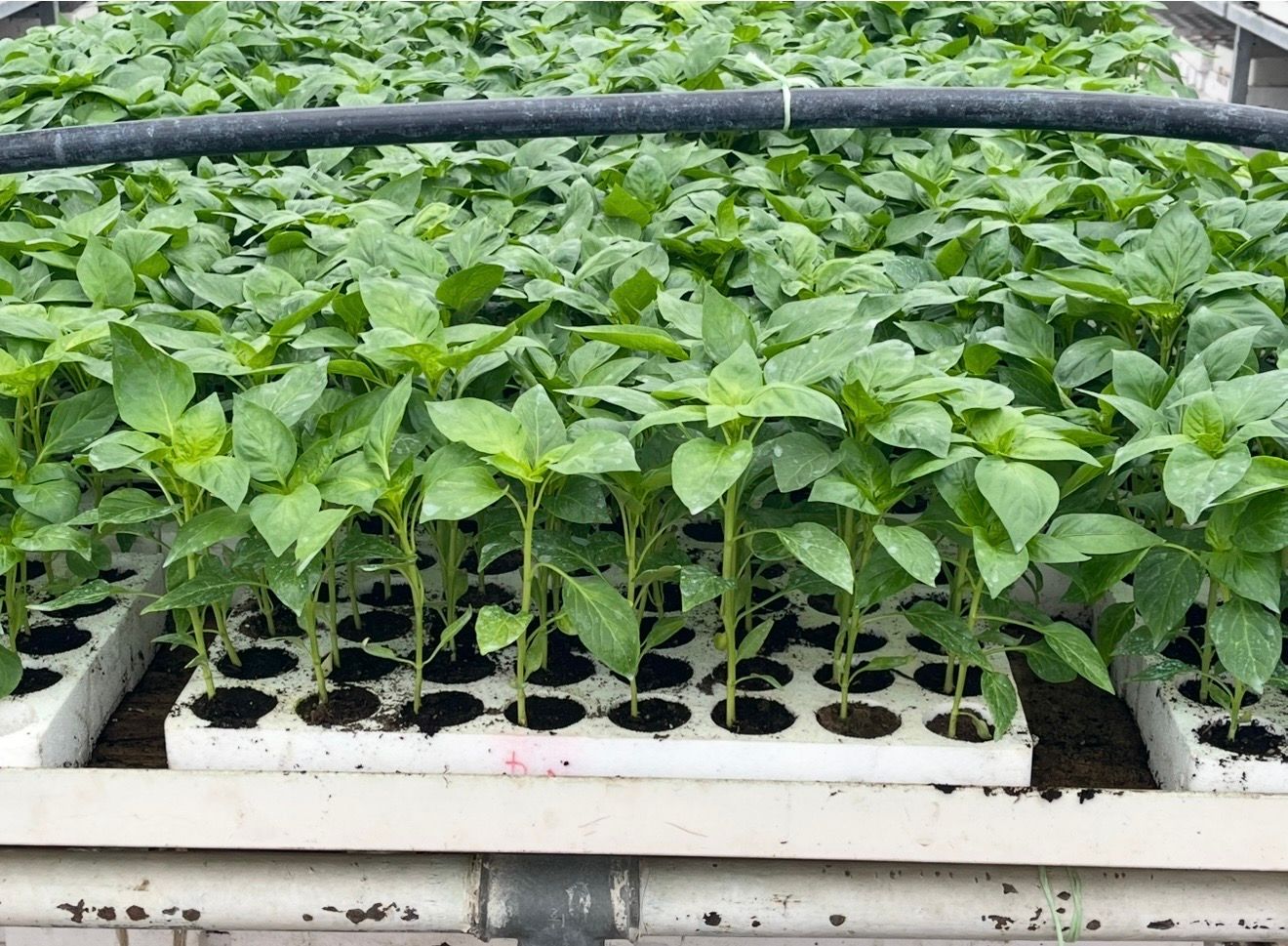 Paprika