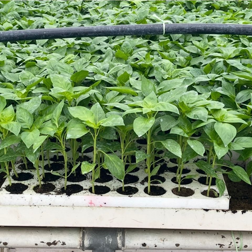Paprika