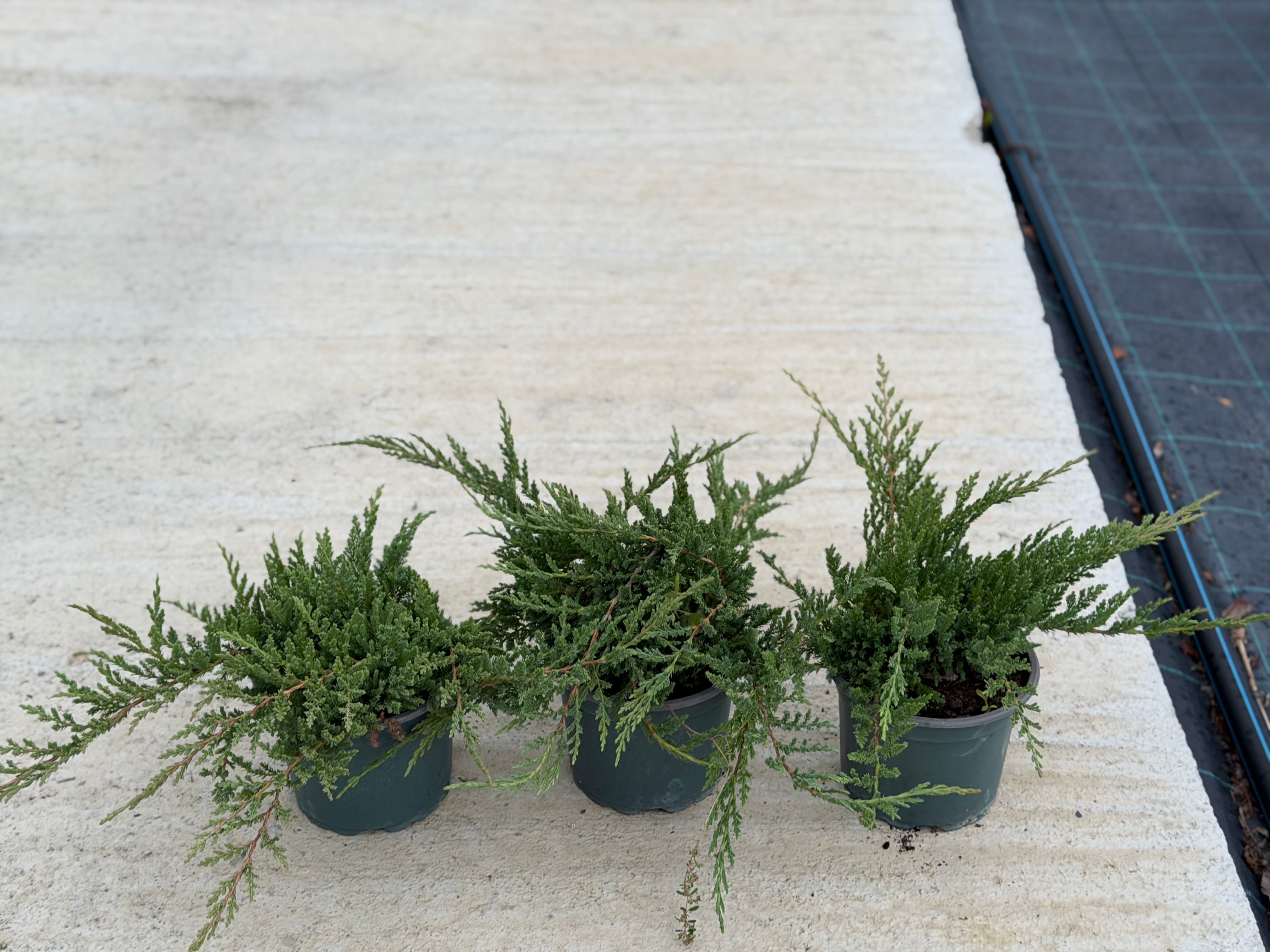 Juniperus Prince of Wales