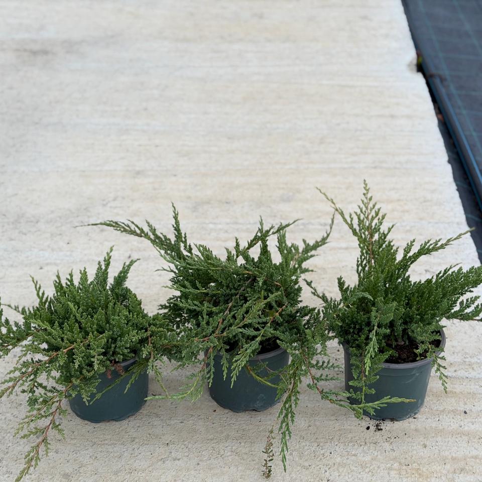 Juniperus Prince of Wales