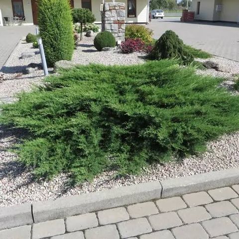 Juniperus Prince of Wales