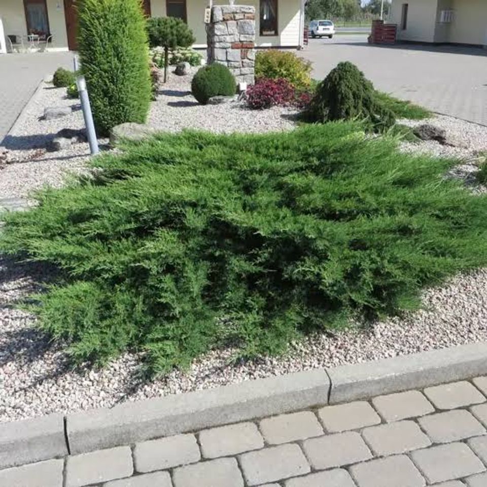 Juniperus Prince of Wales