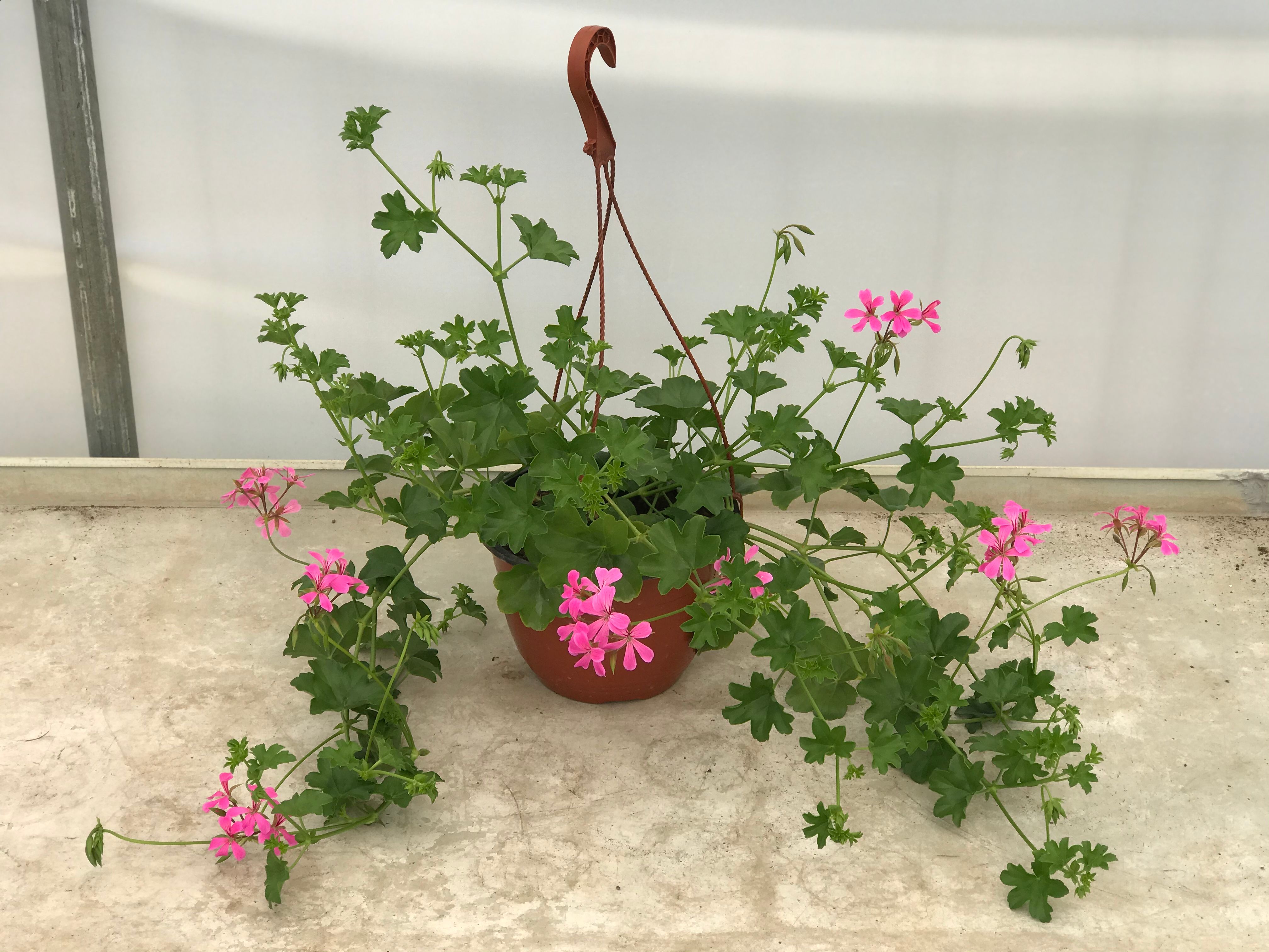 Pelargonija
