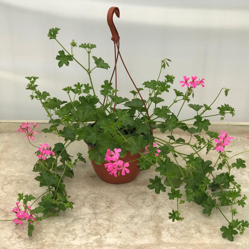 Pelargonija